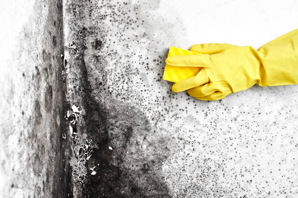 Best Industrial Mold Remediation in Laurel, MS