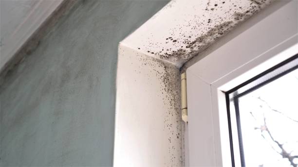 Best White Mold Remediation in Laurel, MS