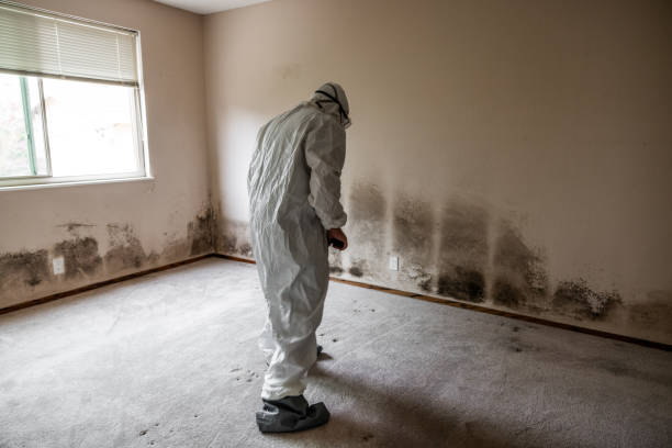 Best DIY Mold Remediation Support Services in Laurel, MS