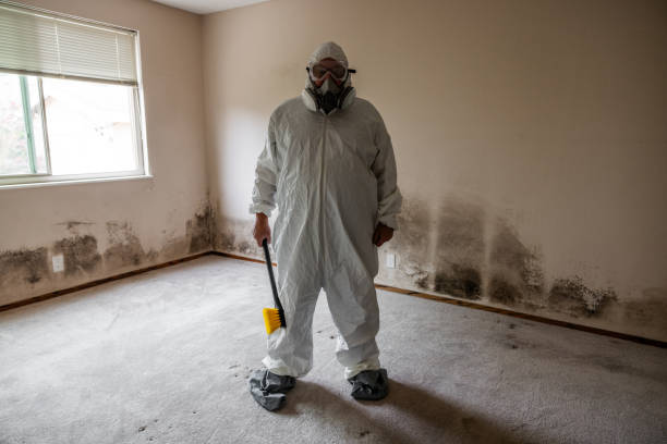 Best Post-Flood Mold Remediation in Laurel, MS